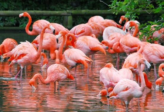 Flamingo village