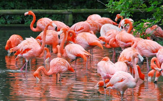 Flamingo village